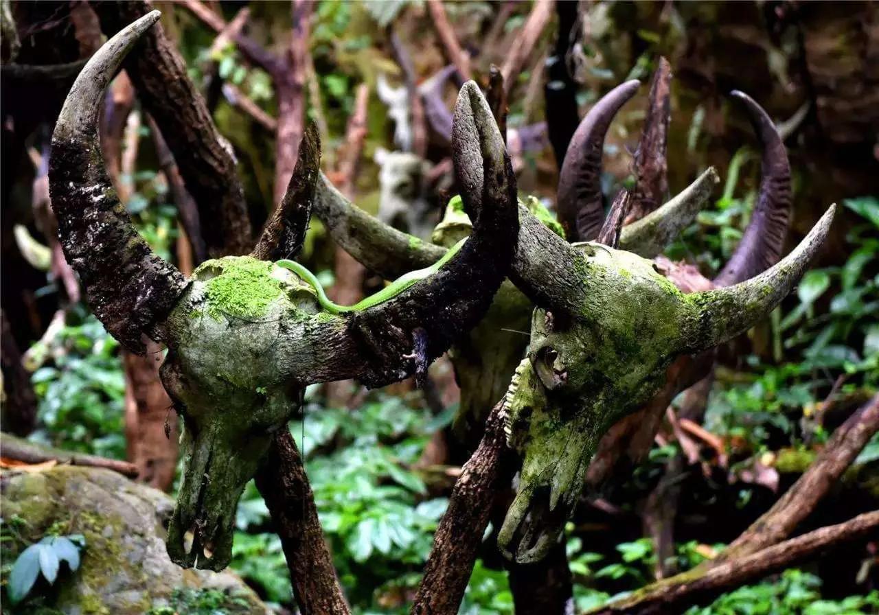 云南佤族祖先,佤族原始崇拜