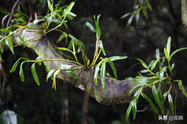 铁皮石斛怎么养长得快用什么肥,铁皮石斛的养法和注意事项