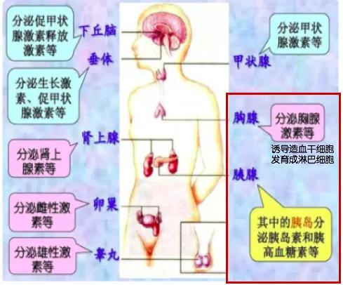免疫治疗不良反应及处理方法,免疫治疗不良反应的处理