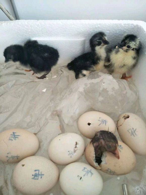 农村自家养殖土鸡,最省钱的农村土鸡养殖方式