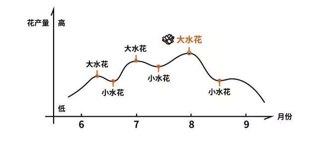 中茶的茉莉花茶叶怎么样,好茶的标准茉莉花茶