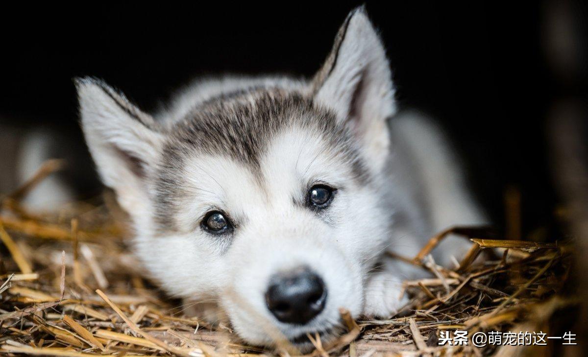 最不建议养的狗阿拉斯加,阿拉斯加成犬好养吗