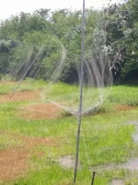 冯家江边发现紫色的鸟蛋，你知道什么鸟产的吗？