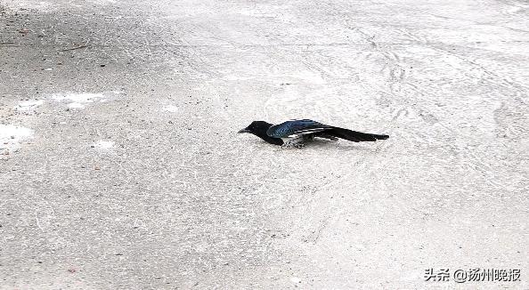 一只喜鹊受伤很多只喜鹊在叫,一只喜鹊受伤另一只盘旋