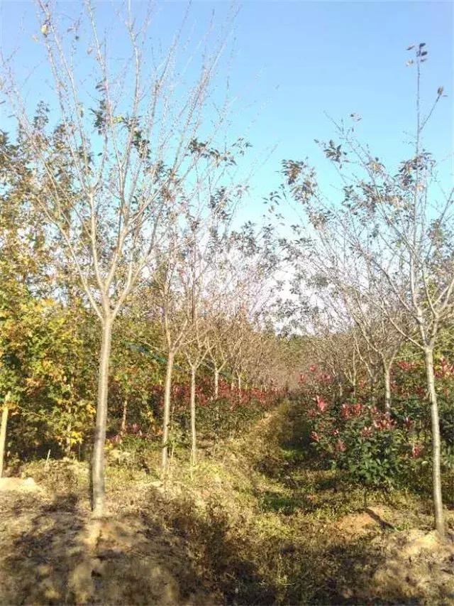 「苗木通新晋会员」湖州陈春耕：细节具体、价格适中、售后保障