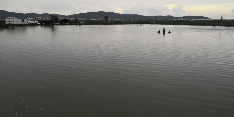 罗非鱼链球菌最佳治疗方法,黄鳍鲷链球菌