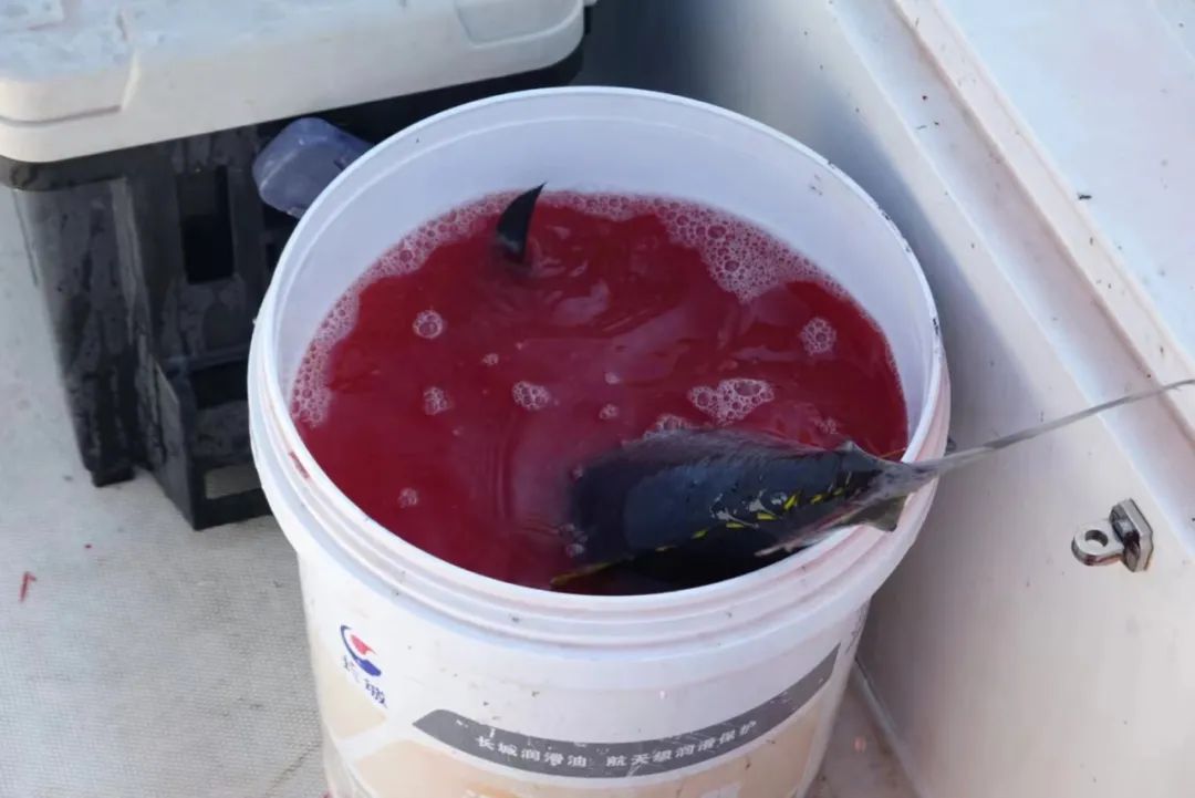 野奢不被鄙视？问问那些爱钓鱼的老孩子们，他们有活蹦乱跳的经验