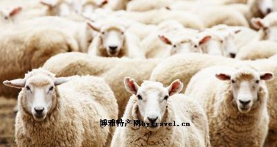 玛纳斯地方特色,玛纳斯县特产大全