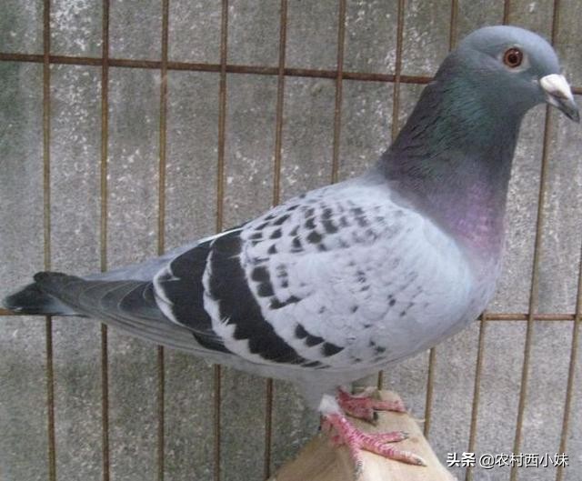 鸽子衣原体的症状怎么治疗,信鸽衣原体