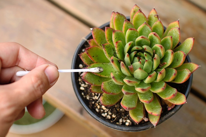 养花得了蚜虫蚧壳虫小黑飞，水里“加点它”，统统“灭干净”