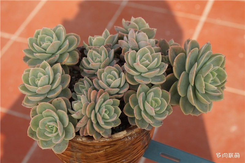容易爆盆的玫瑰多肉,容易过冬过夏的多肉