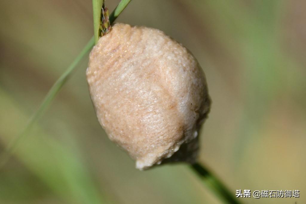 这个杀手不太冷里的人是谁,这个杀手不太冷里边的缉毒警