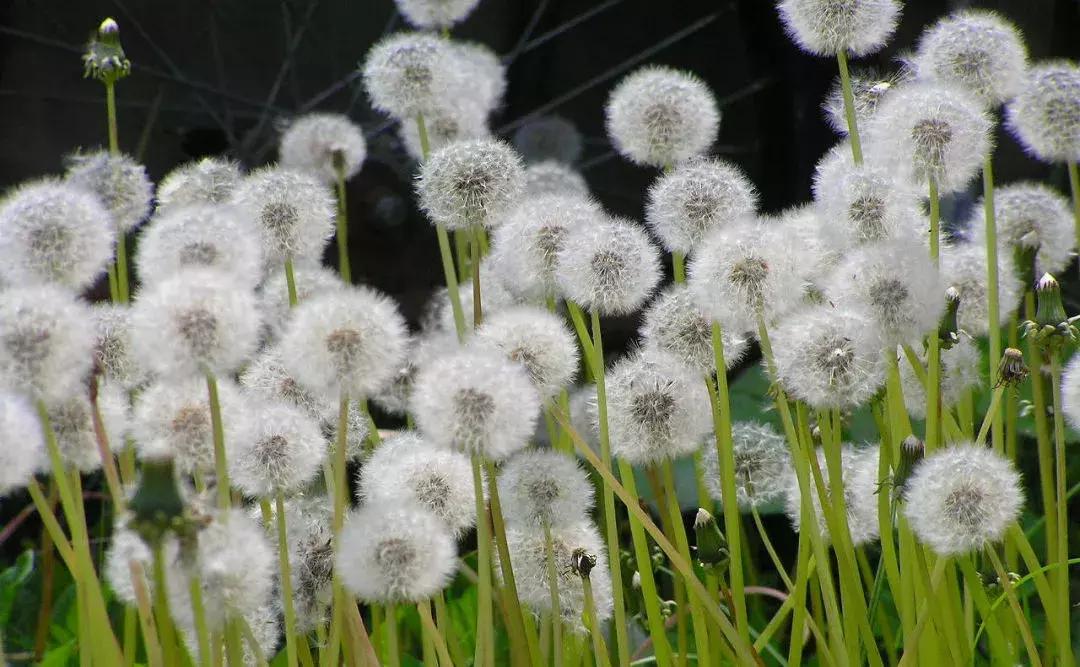 哪些花卉可以治疗鼻炎,农村常见的植物专治鼻炎