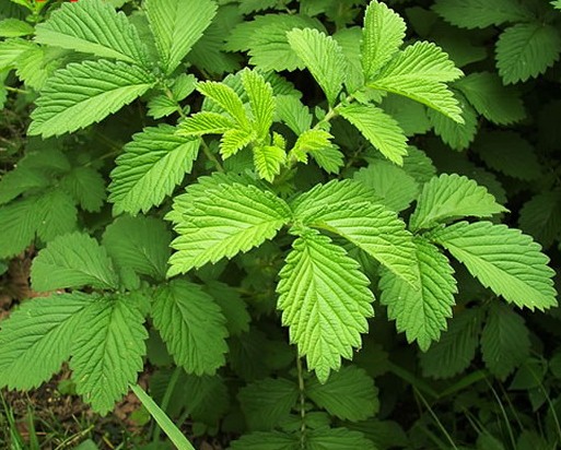 中药古今研究姜黄,中药古今研究泽兰