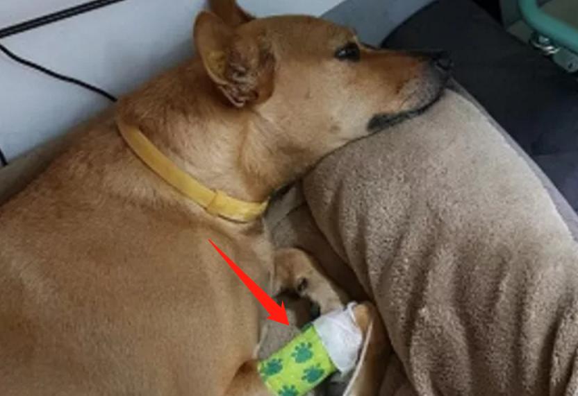 狗狗吃火龙果主人以为死了,狗狗吃牛油果后死亡