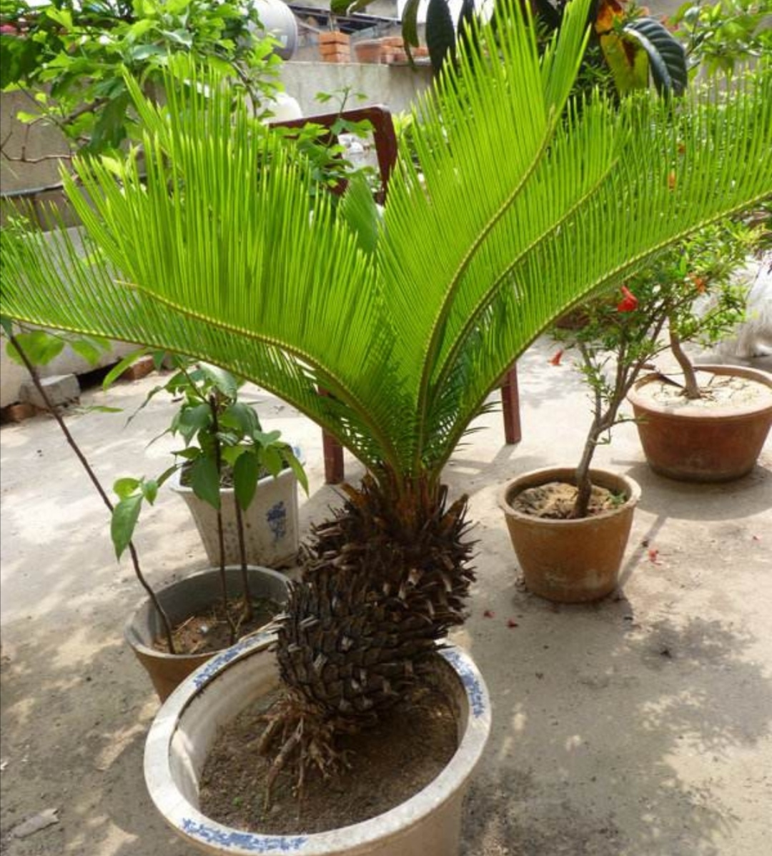 适合铁盆养的绿植,苏铁叶绿植养殖方法和注意事项