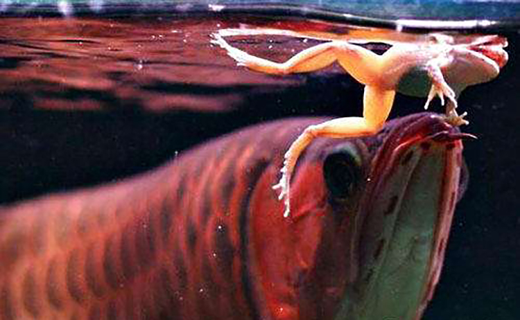 养了十年的龙鱼拒食怎么回事,养了半年龙鱼受到惊吓怎么解决