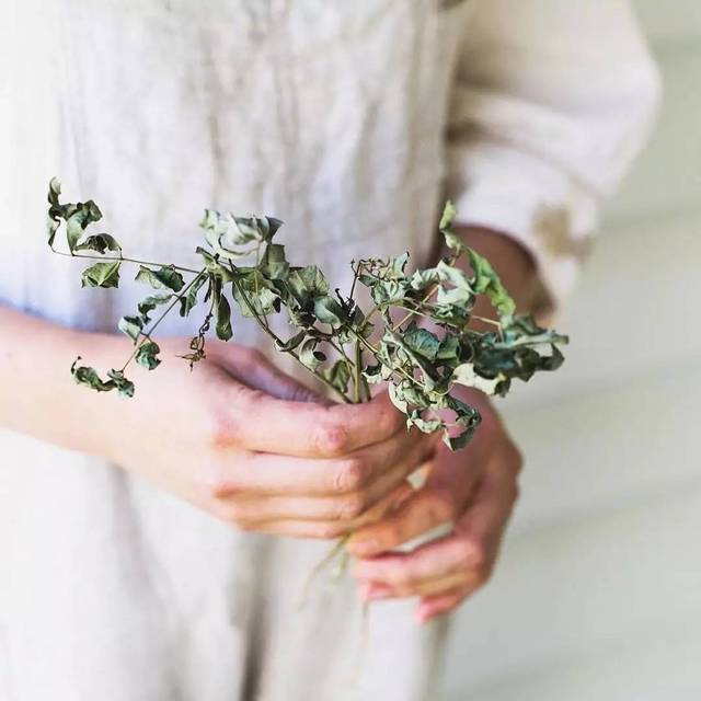 大自然美妙无比又生机勃勃的植物,植物染色的东西