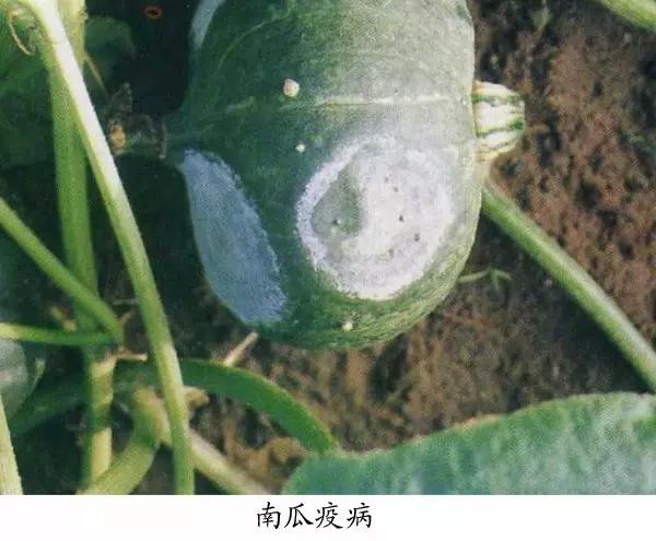 菜瓜的病害图片,南瓜常见病的管理和预防
