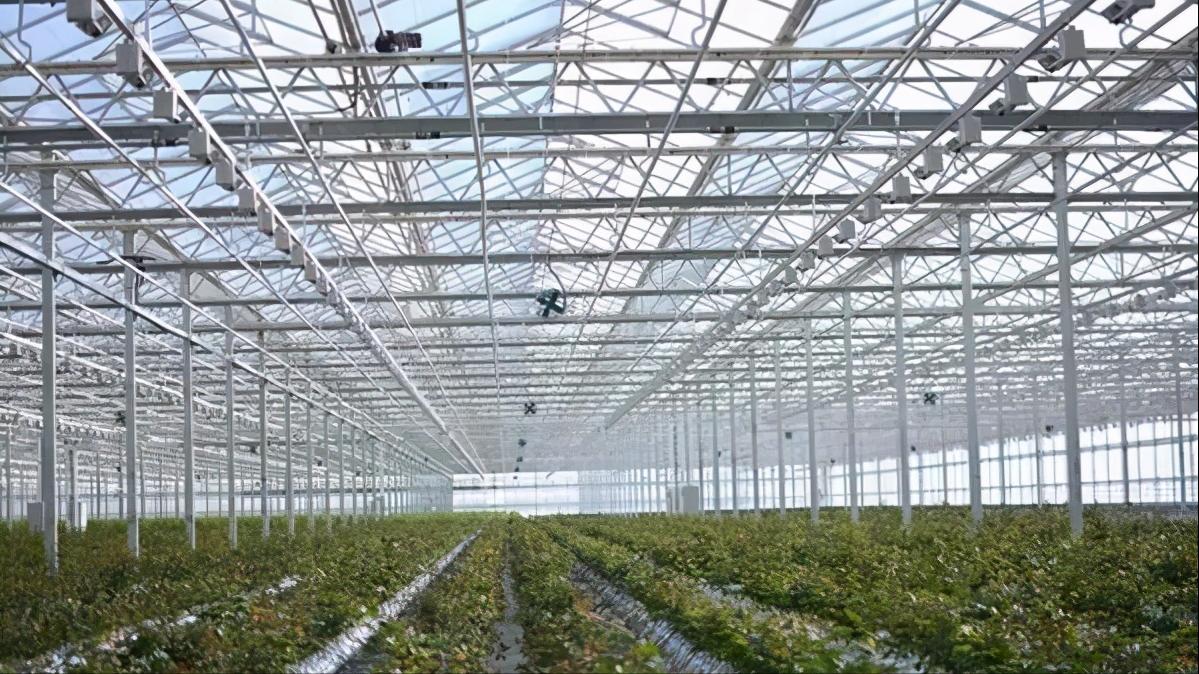 智能化玫瑰种植大棚,3000亩超大阳光玫瑰种植基地