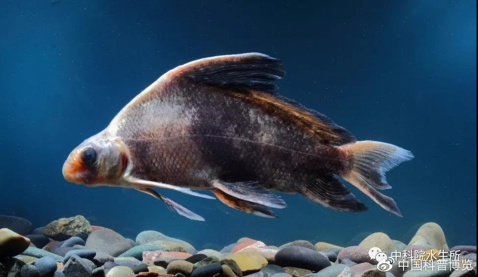 生活在长江的特有珍稀动物是什么,什么珍稀动物是长江特有的