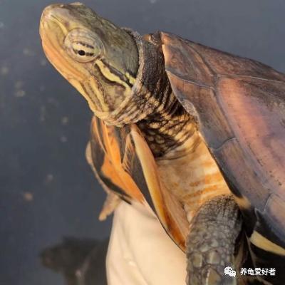 养龟水里长绿藻怎么去除,观赏龟有虫怎么办