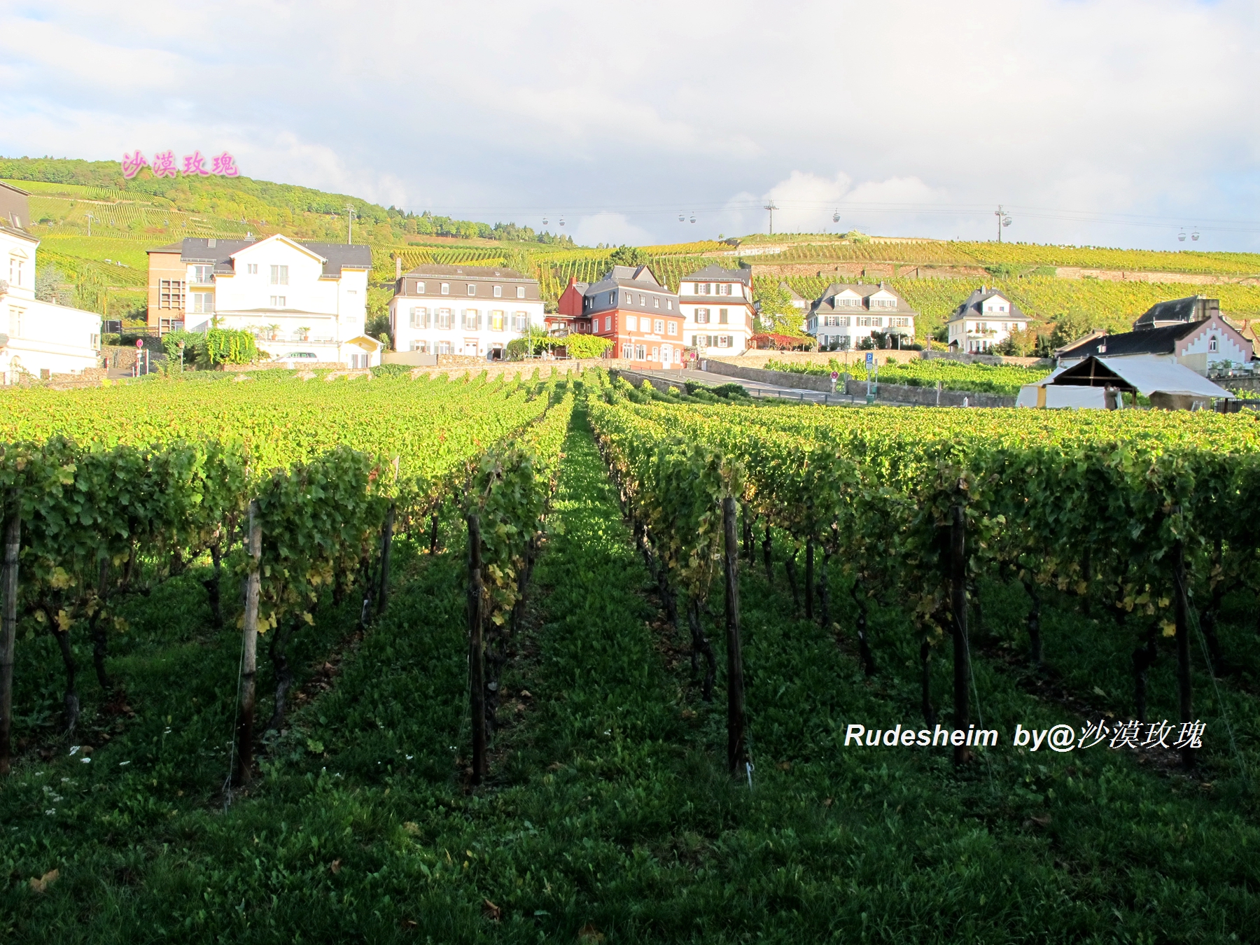 莱茵河葡萄酒小镇,莱茵河畔的葡萄小镇