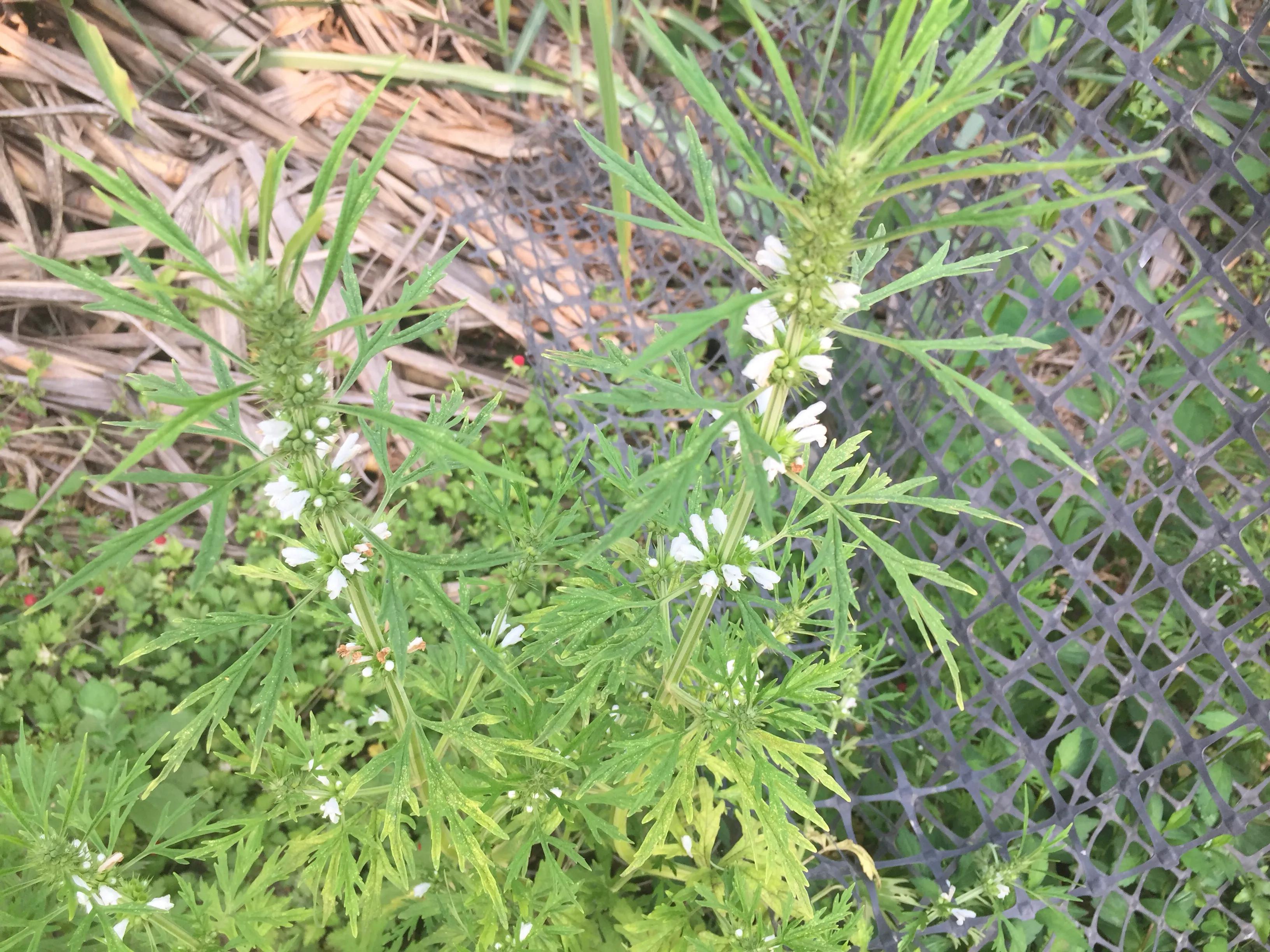 农村路边常见的益母草,用途可不小,解决了很多女性朋友的烦恼