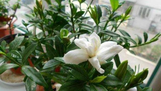 栀子花掉花苞黄叶补救方法,栀子花黄叶掉花苞如何挽救