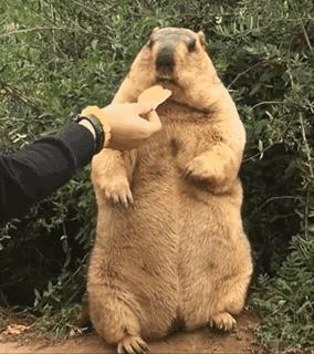 土拨鼠传染病毒,土拨鼠会传染病毒吗