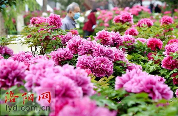 洛阳地铁乘坐方法,洛阳乘坐地铁的详细流程