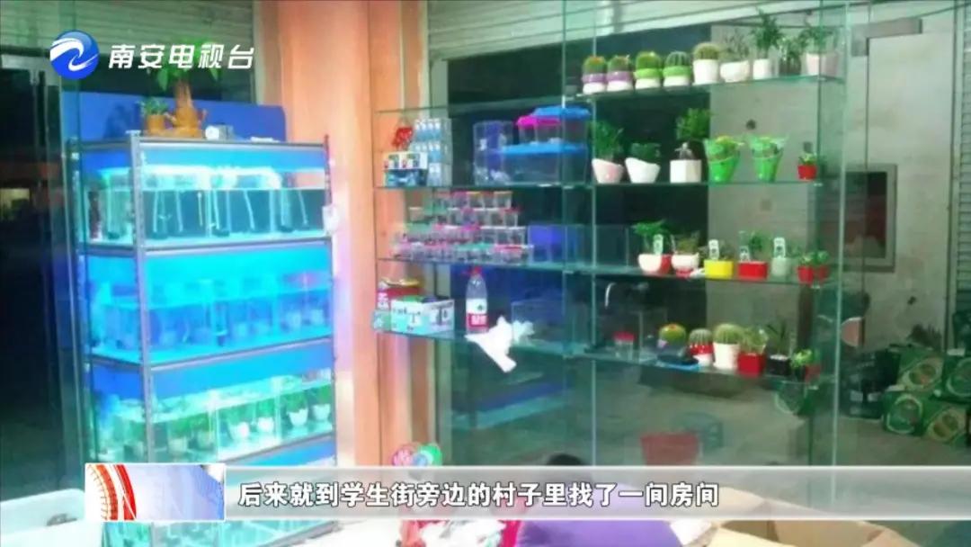 90后小伙的“斗鱼”梦:泰国斗鱼从南安“游”到全国各地!