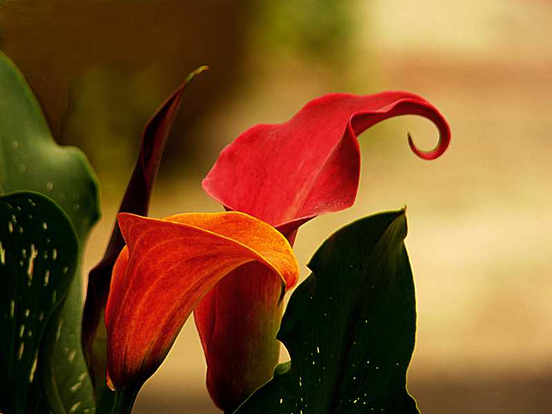 马蹄莲花朵点缀,马蹄莲鲜花造型创意图片