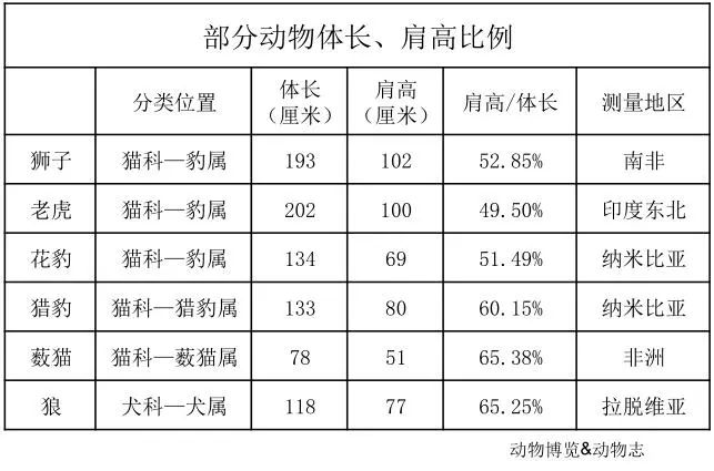 狮子明明像狗为什么是猫科,为啥说狮子更接近猫科