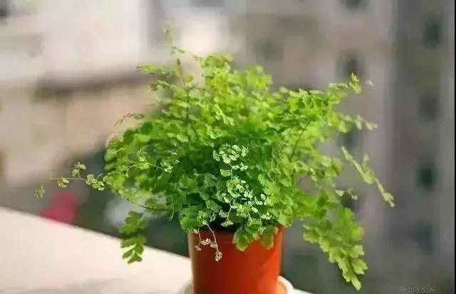 消除新房甲醛的是哪种盆景植物,吸附甲醛最好植物