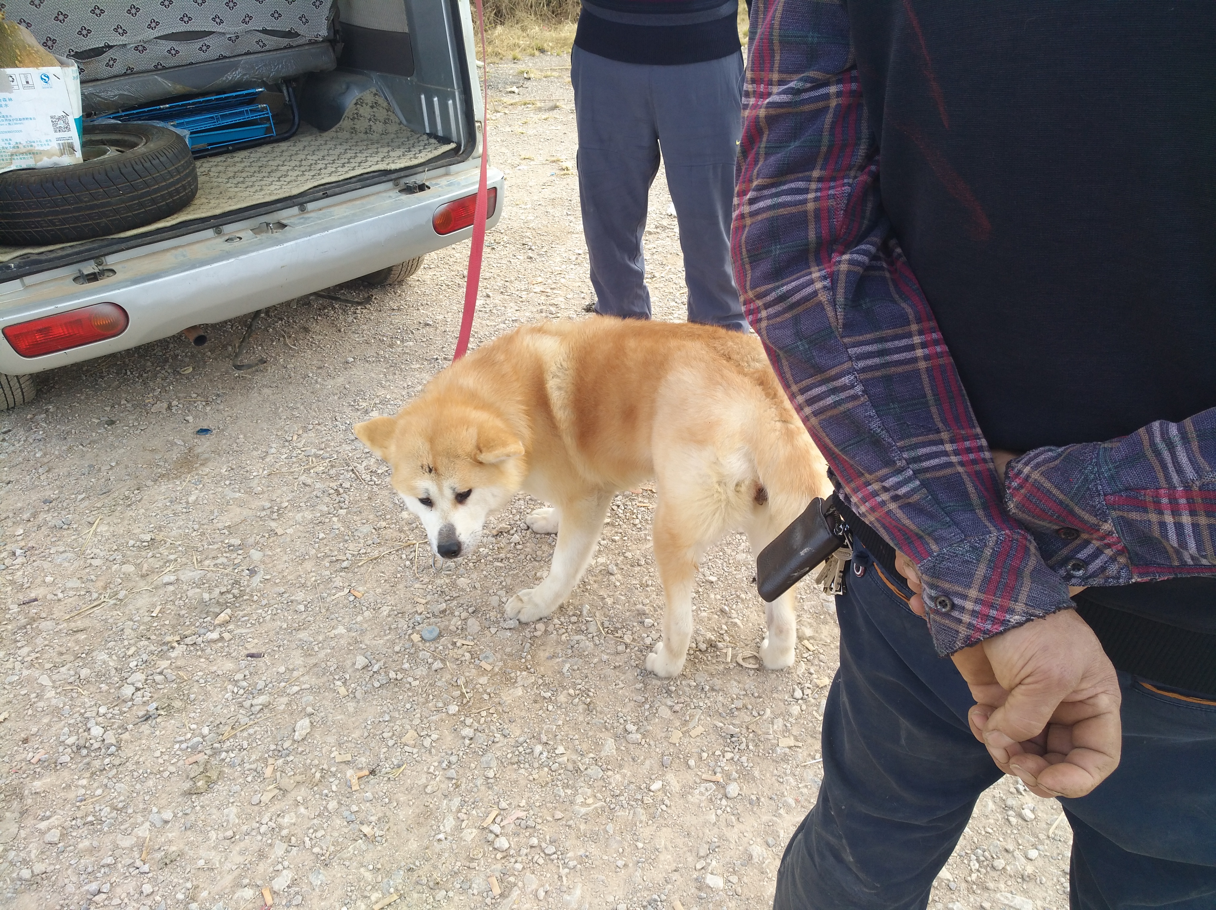 秋田犬与柴犬有什么明显区别,秋田犬和柴犬有什么区别吗