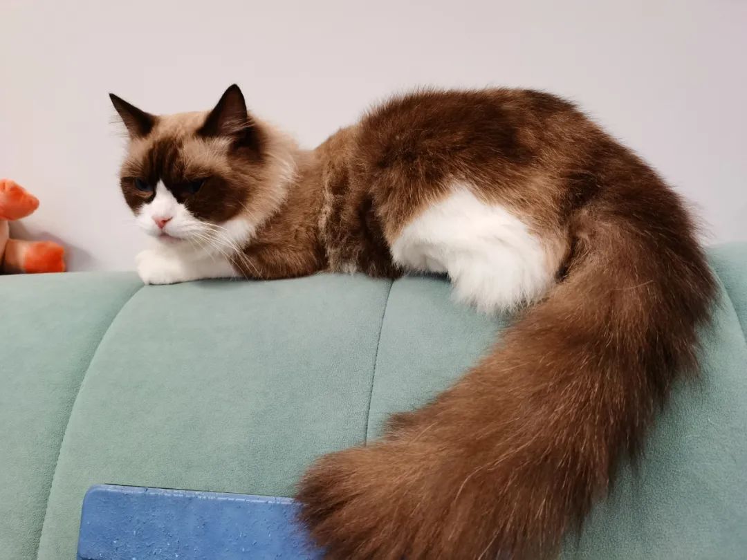 家里有两只猫想养一只狗,家里有只猫又来了一只狗怎么相处