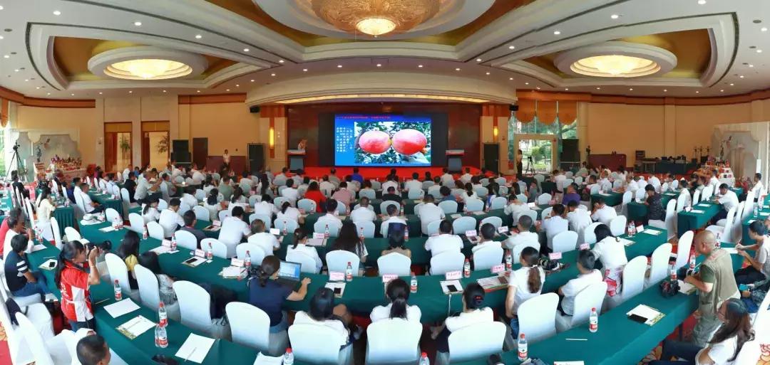 蒙自老树石榴图片大全,云南蒙自宝石石榴