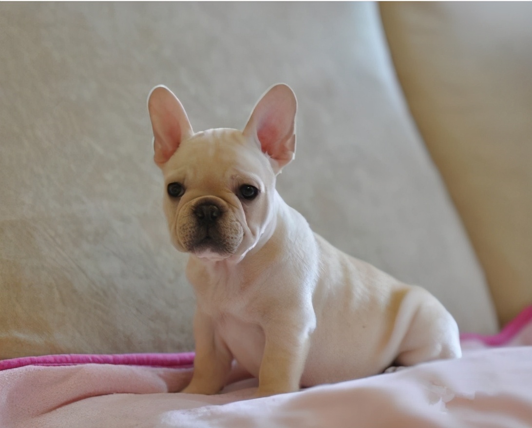 法国斗牛犬的缺点有哪些,法国斗牛犬过于活泼不睡觉