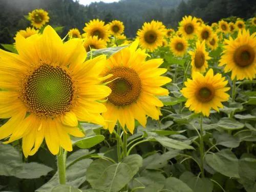 向日葵为什么总是向着阳,向日葵朝着太阳的原因