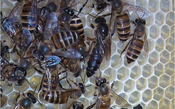 养蜂场蚂蚁很多怎么处理,养蜂怎么治疗蚂蚁和蟑螂