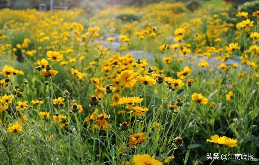无锡哪里有粉黛乱子草,惠山古镇赏菊花