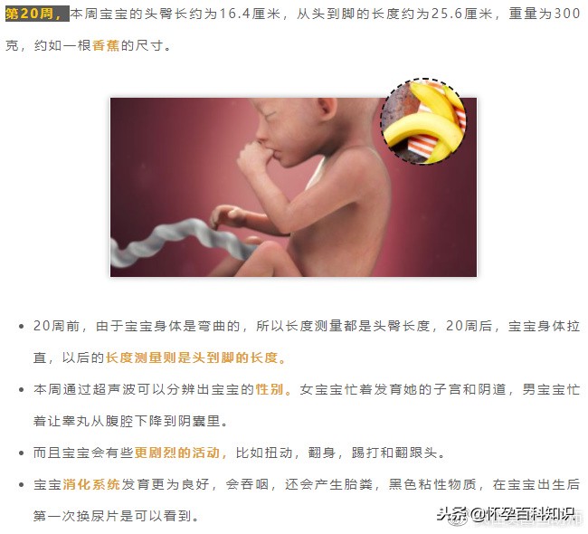 怀孕各个时期胎儿发育过程,怀孕的过程要几天