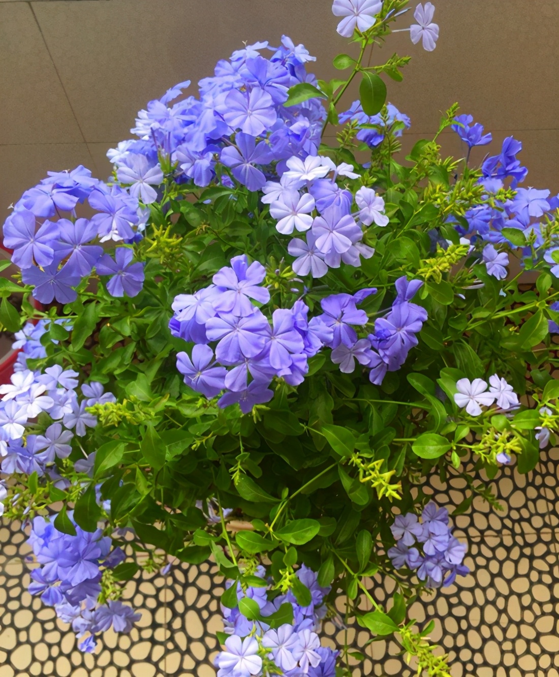 有哪些花不怕晒又耐寒,冬天最耐寒不怕冻的花