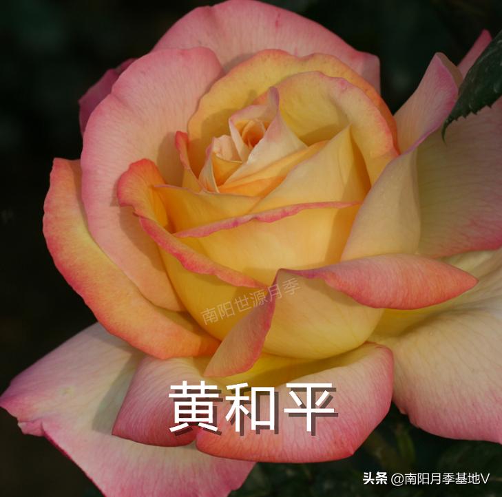 香气大的月季品种大全图片,月季十种好闻的香味