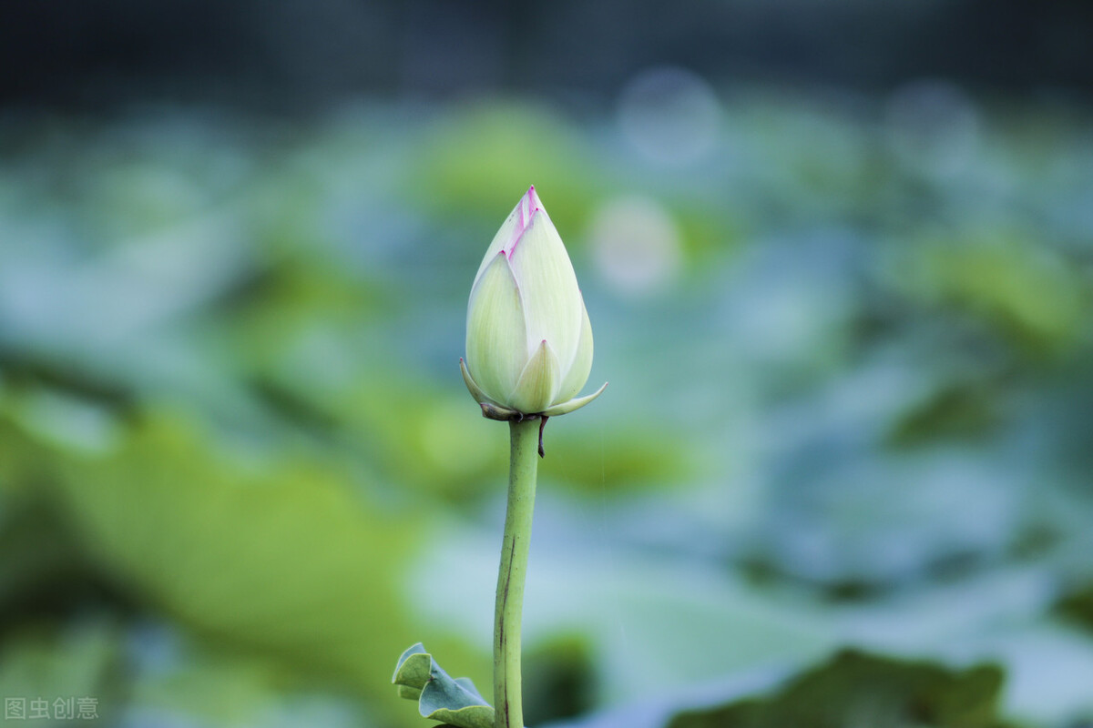 棠梨煎雪，芳华待灼，愿世间所有美好，都与你不期而遇