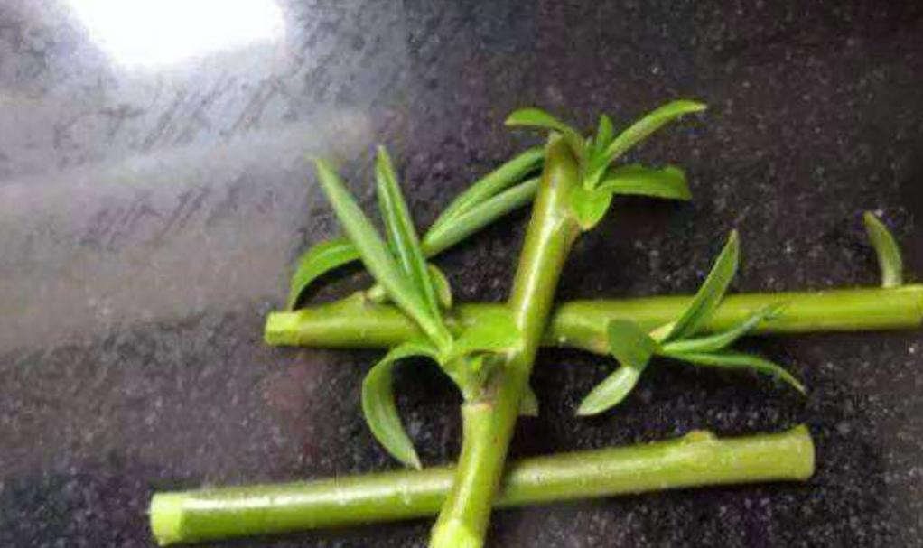 柳树枝条自制生根水视频,柳树枝条自制生根水扦插月季