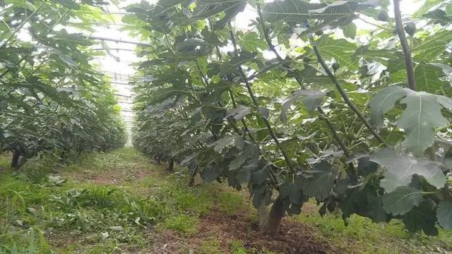 无花果育苗剪枝工艺流程,无花果的整枝技术