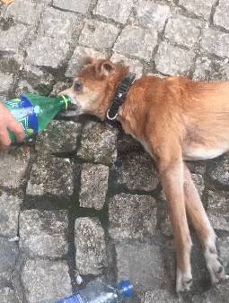 多少度狗狗会中暑,狗狗中暑打什么药