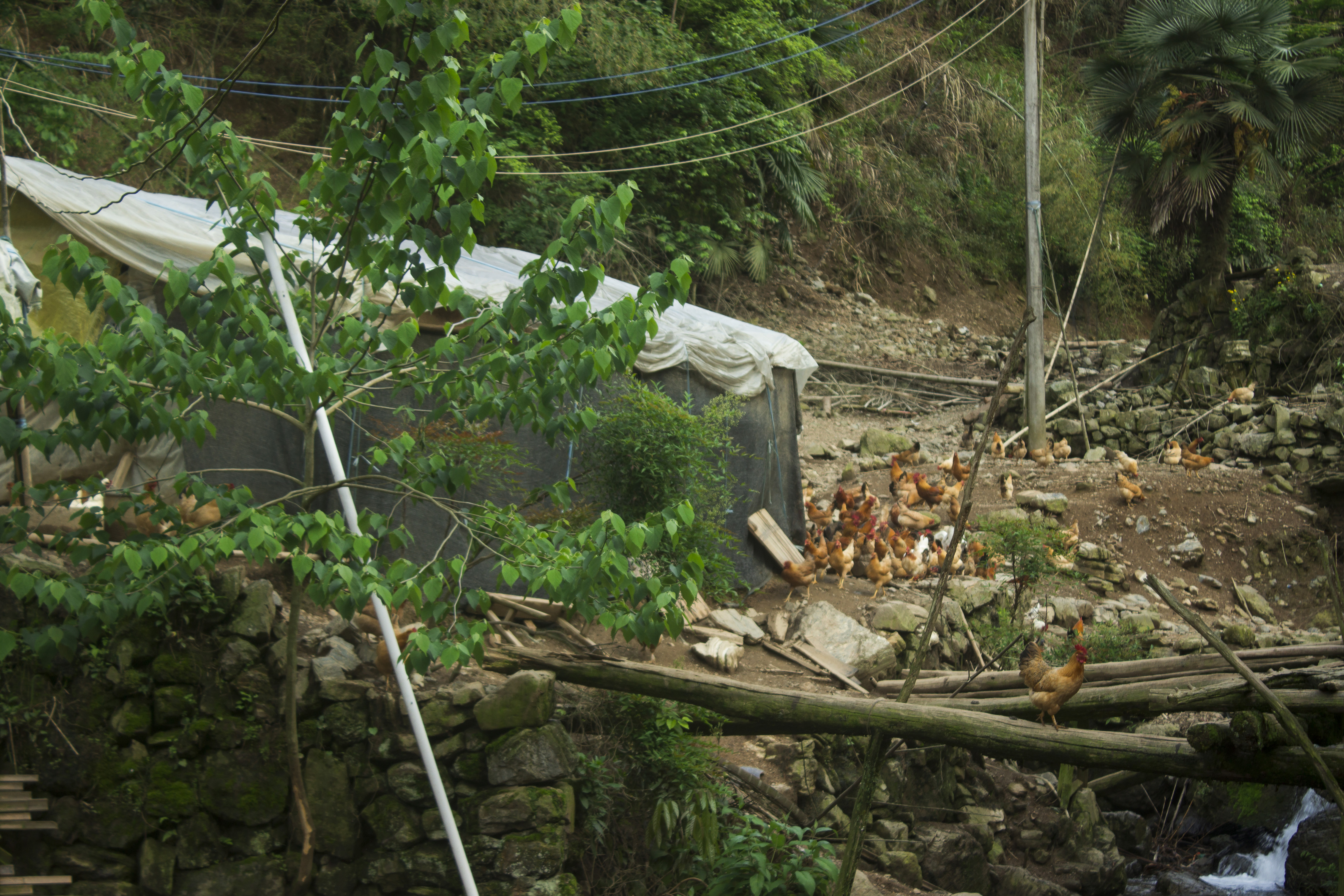 养殖2000只土鸡的成本与利润,怎么养土鸡赚钱